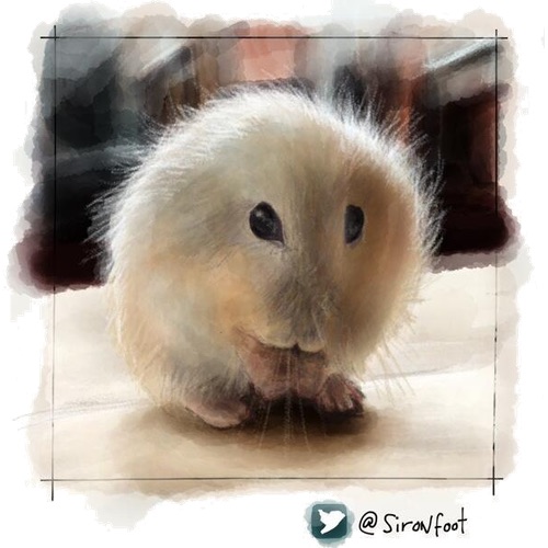 Dominic Pettifer's avatar image, a tiny hamster.
